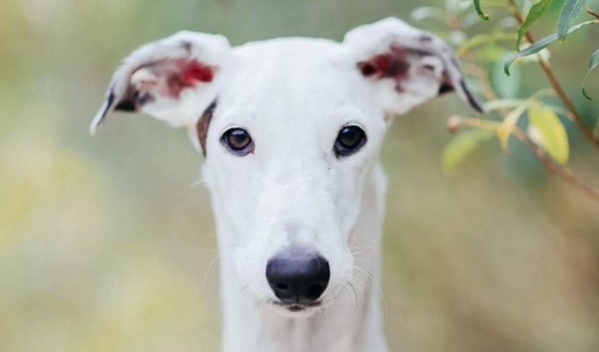 15+ Reasons Why Greyhound Shouldn’t Be Trusted Pet Reader