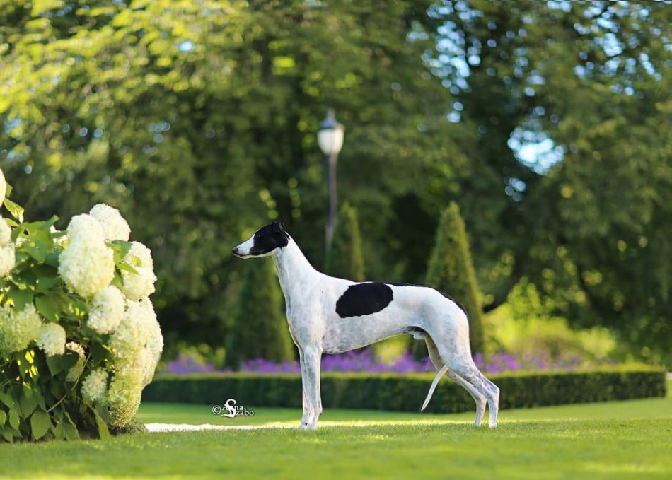 15+ Reasons Why Greyhound Shouldn’t Be Trusted Pet Reader