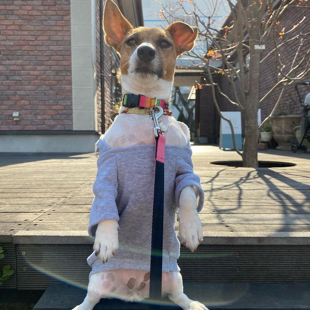 14+ Reasons Why Jack Russells Make Great Pets Pet Reader