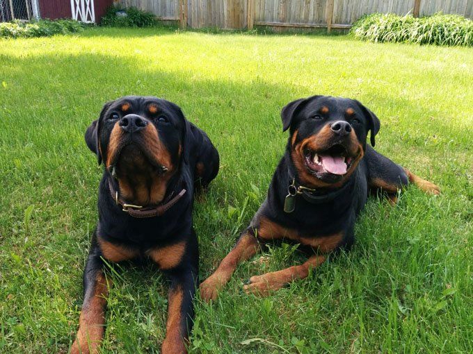 14+ Reasons Why Rottweilers Make Great Pets Pet Reader