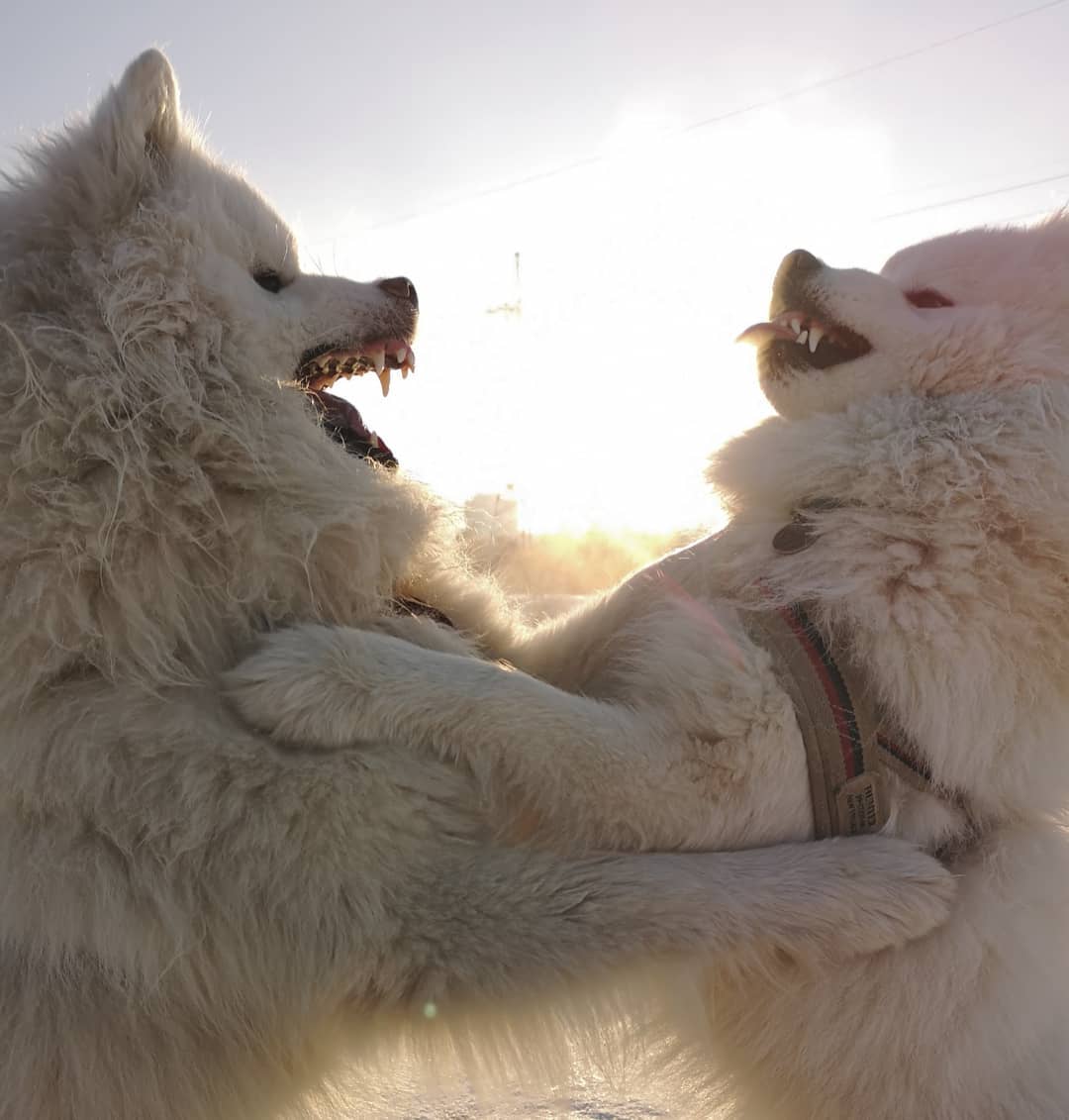 15+ Reasons Why Samoyeds are the Best Dogs Ever Pet Reader