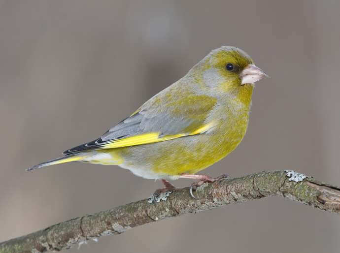 The Most Common Garden Birds (Part 2) Pet Reader