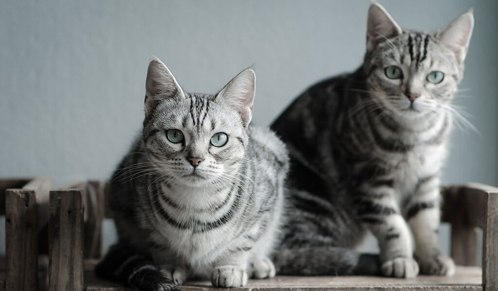 American Shorthair Cat Breed Information & Characteristics Pet Reader
