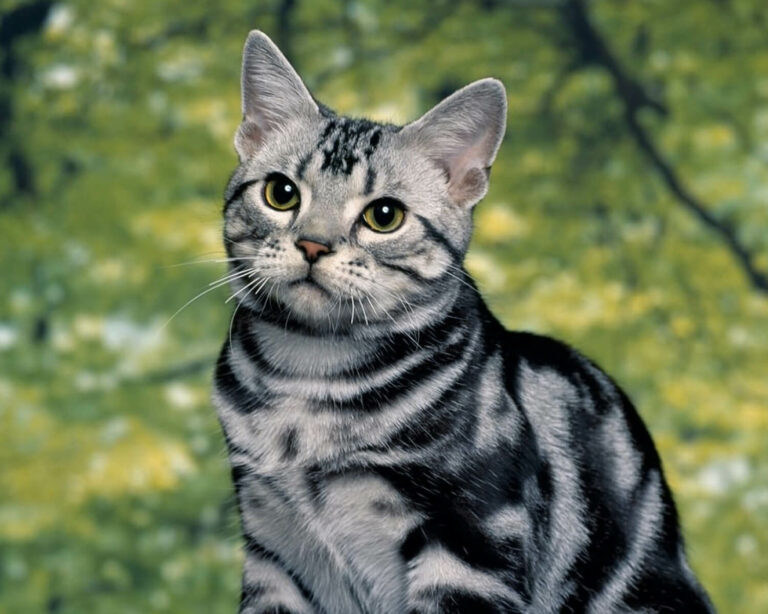 American Shorthair Cat Breed Information & Characteristics Pet Reader