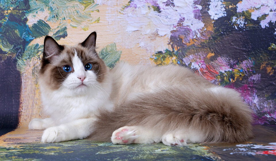 Ragdoll Cat Breed Information & Characteristics Pet Reader