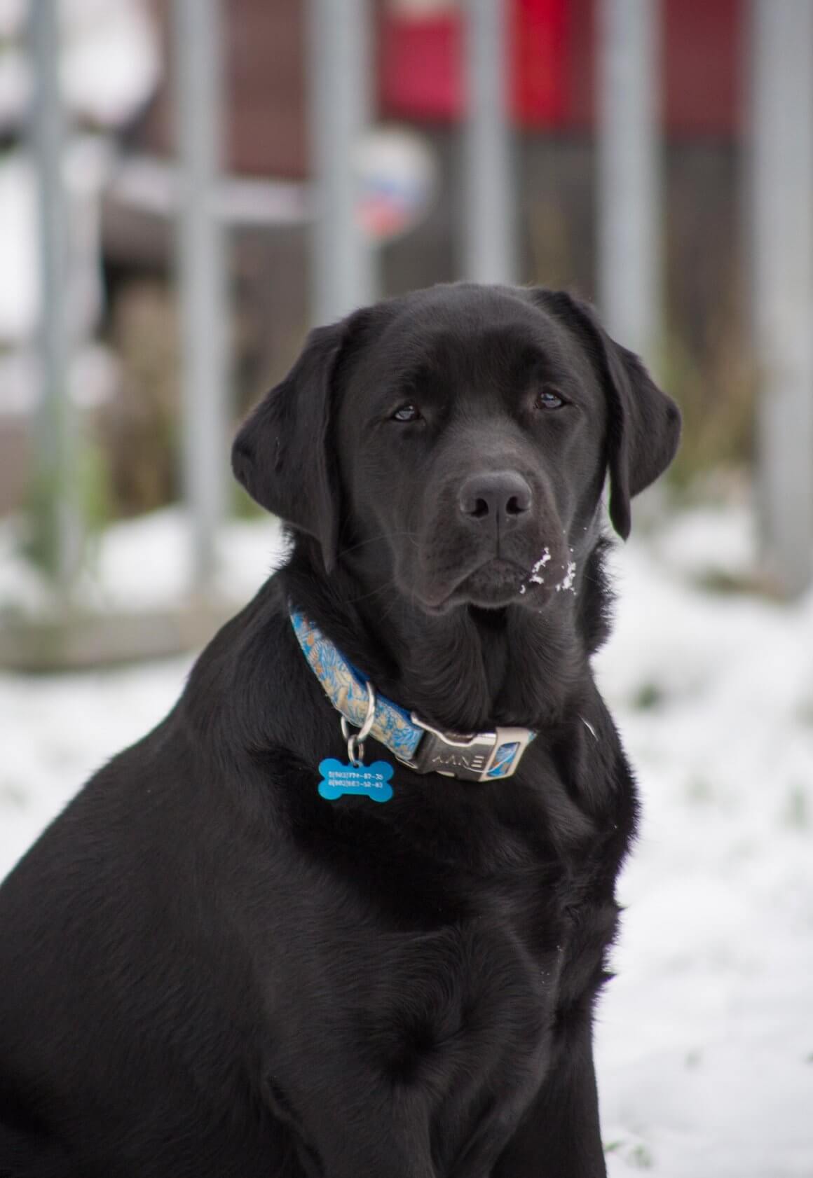 Germany How Much Does a Labrador Cost? Pet Reader