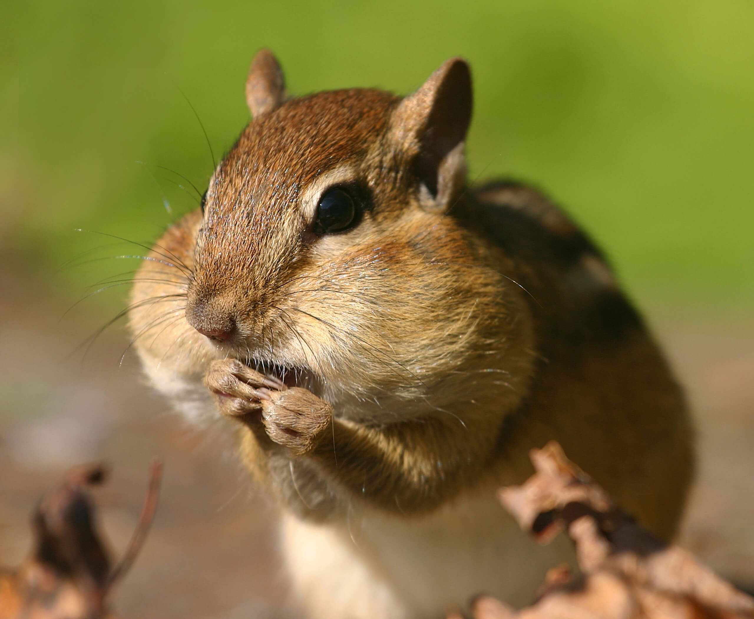 Chipmunks Tree Squirrels Pet Reader
