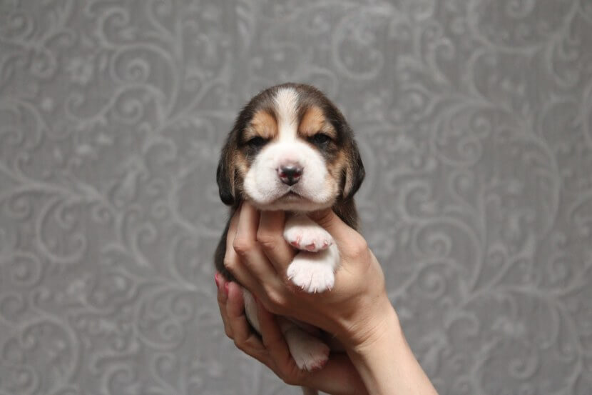 10 Beagle Facts So Interesting You'll Say, "OMG!" Pet Reader