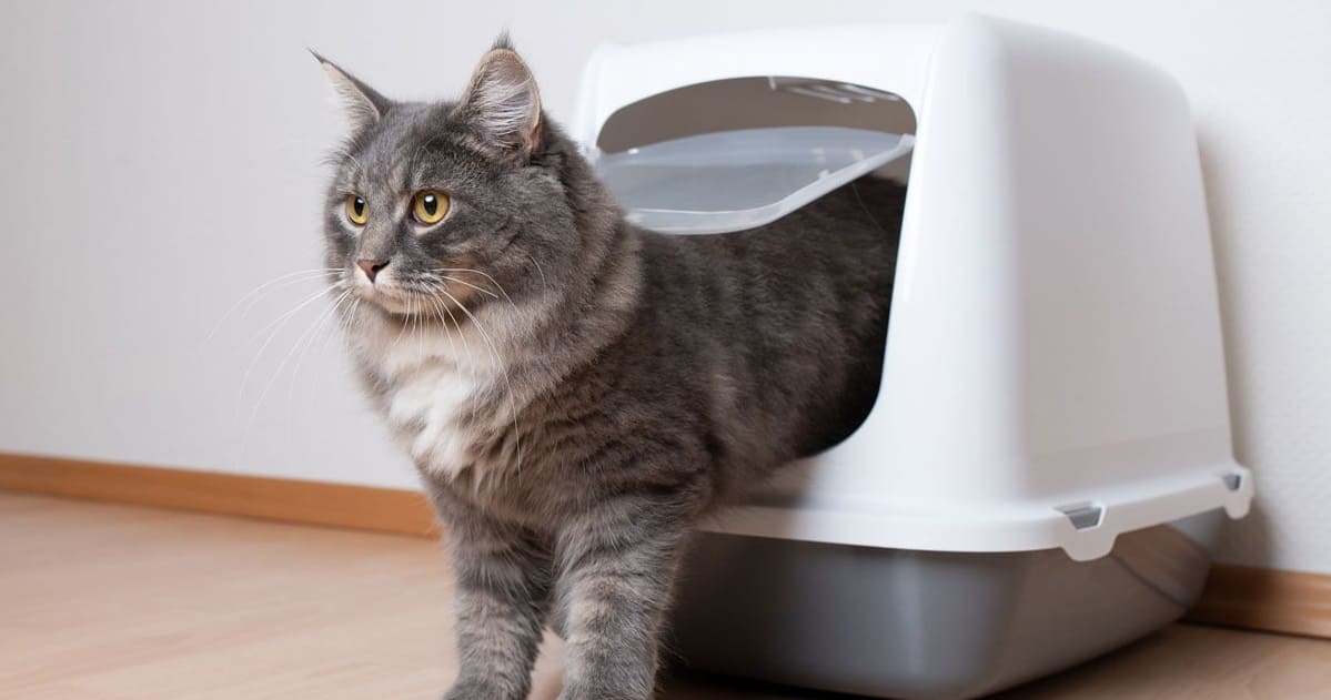 How to Make a Cat Poop When Constipated Pet Reader