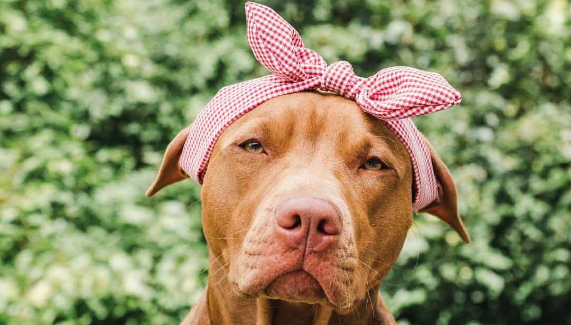 primer celo en perras síntomas, duración y comportamiento Lector de