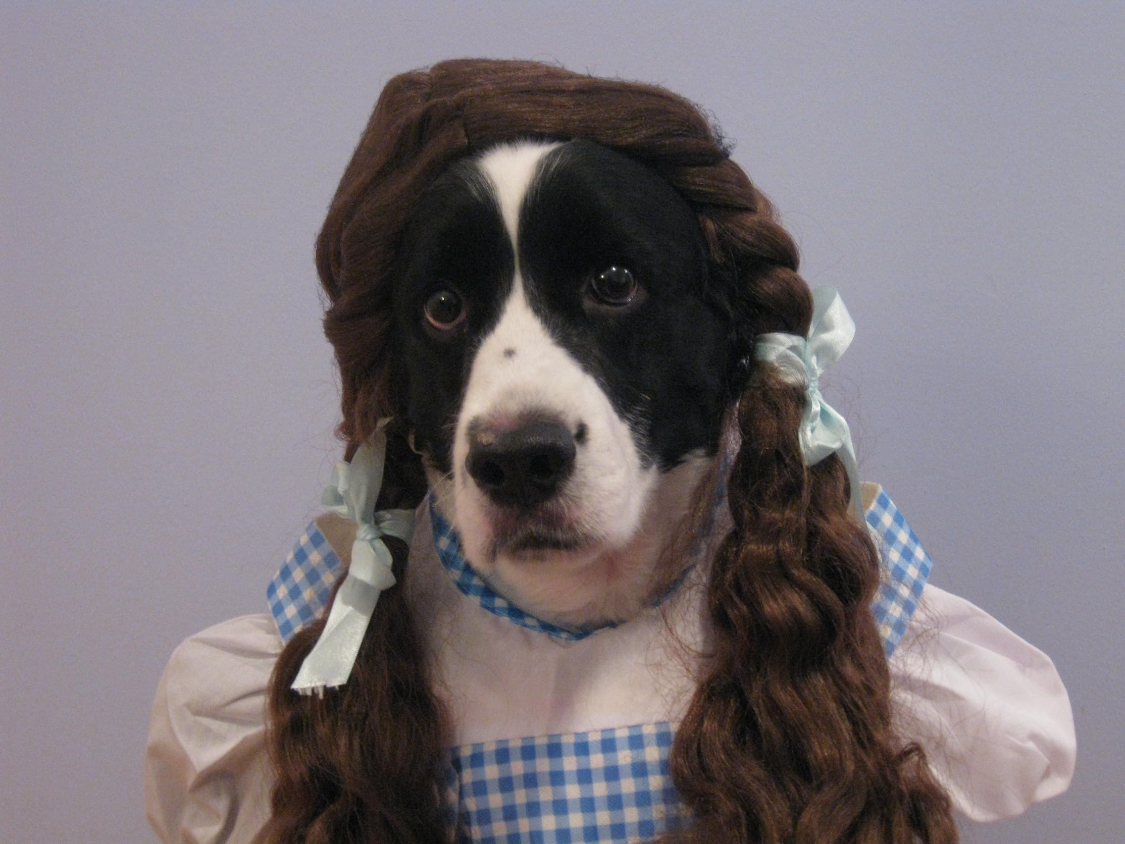 12 Dog Halloween Costume Ideas For Springer Spaniels Pet Reader