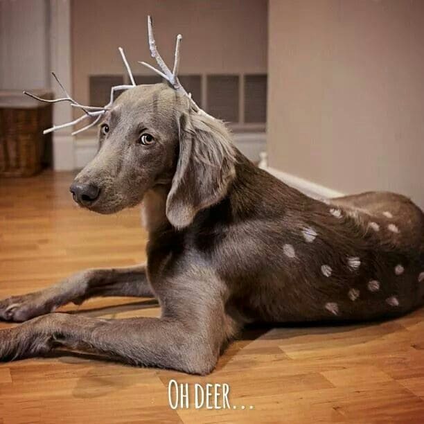 14 Dog Halloween Costume Ideas For Weimaraners Pet Reader