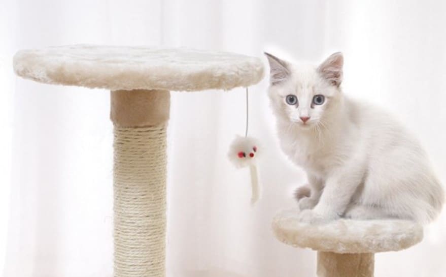 From The Sofa To The Scratching Post Wean Cats Off Pet Reader