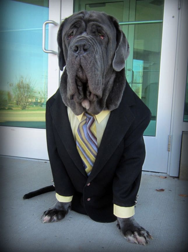 10 Dog Halloween Costume Ideas For Neapolitan Mastiffs Pet Reader