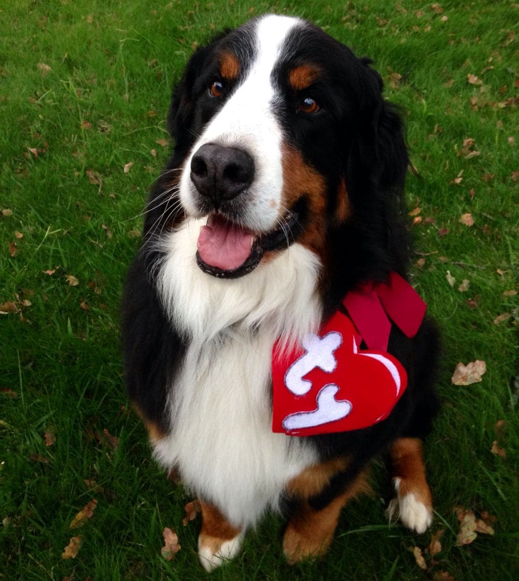10 Dog Halloween Costume Ideas For Bernese Mountain Dogs Pet Reader