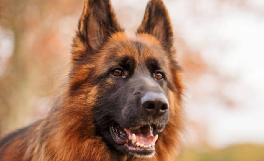 50 Good German Shepherd Dog Names Pet Reader