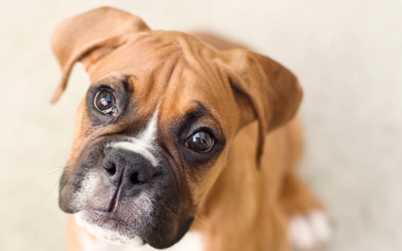 50 Unique Boxer Dog Names Pet Reader