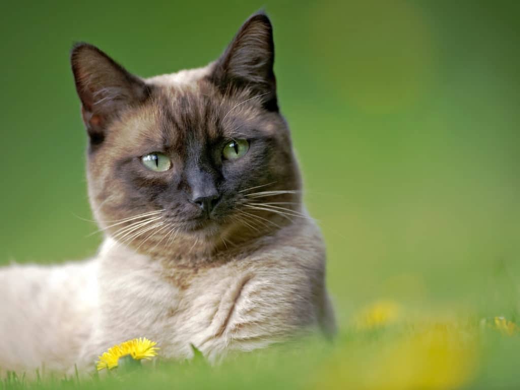 Types of Siamese Cats You Can Take Home Pet Realm