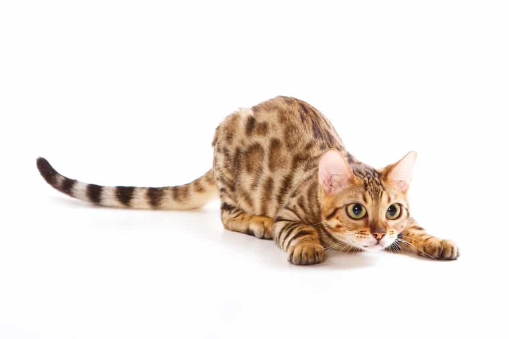What Is a Tabby Cat? Pet Realm