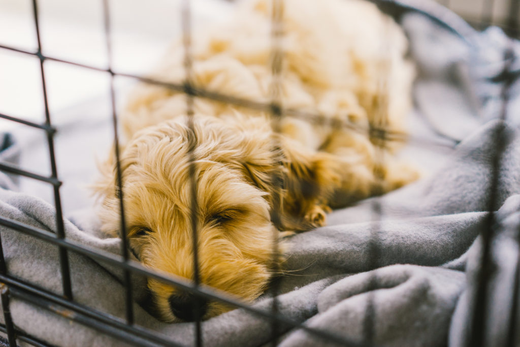 Your Guide to Dog Crates Pet Realm