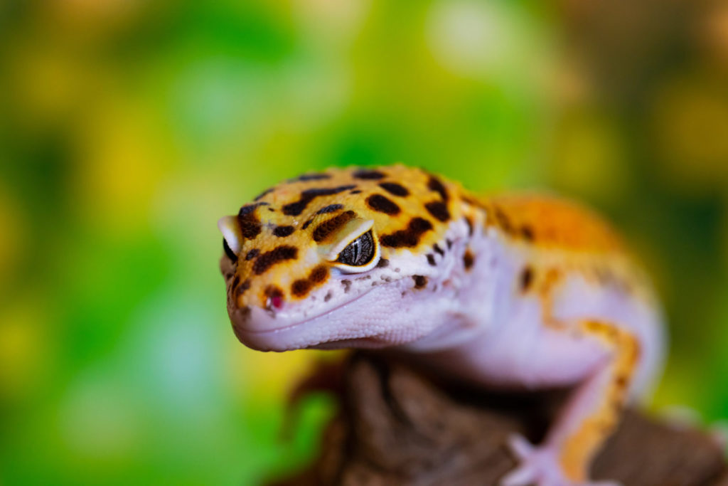 Taking a Look at the Best Lizard Pets Pet Realm