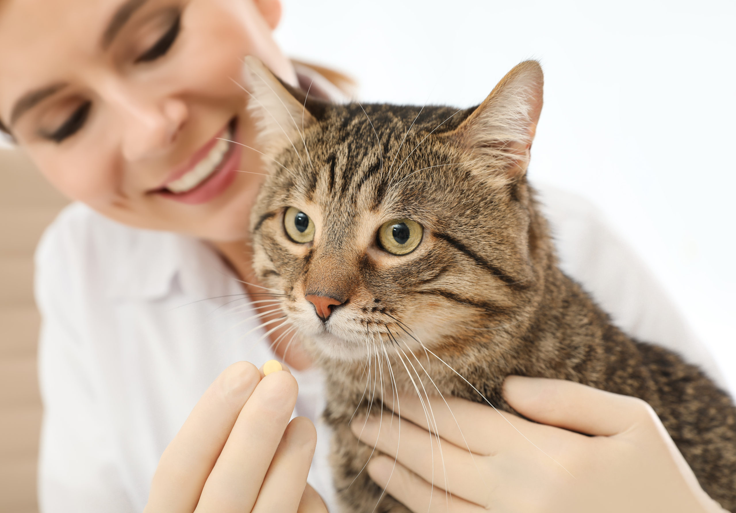 Tips on How You Can Give Your Cat a Pill Pet Realm