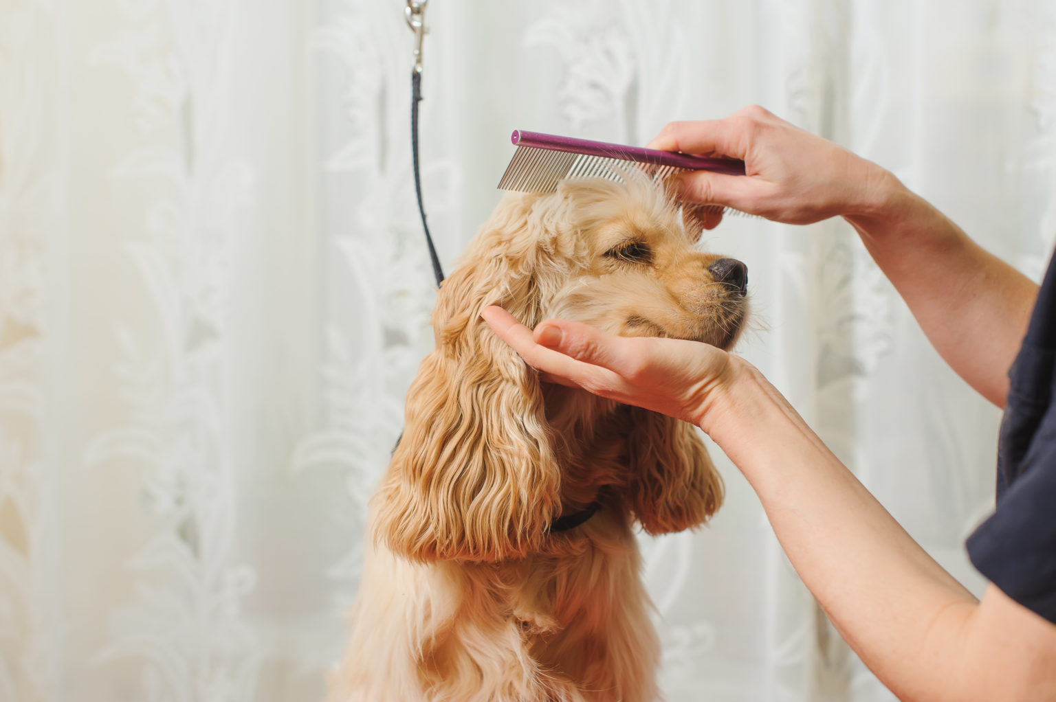 10 Tips on How to Get Rid of Fleas on Dogs Pet Realm