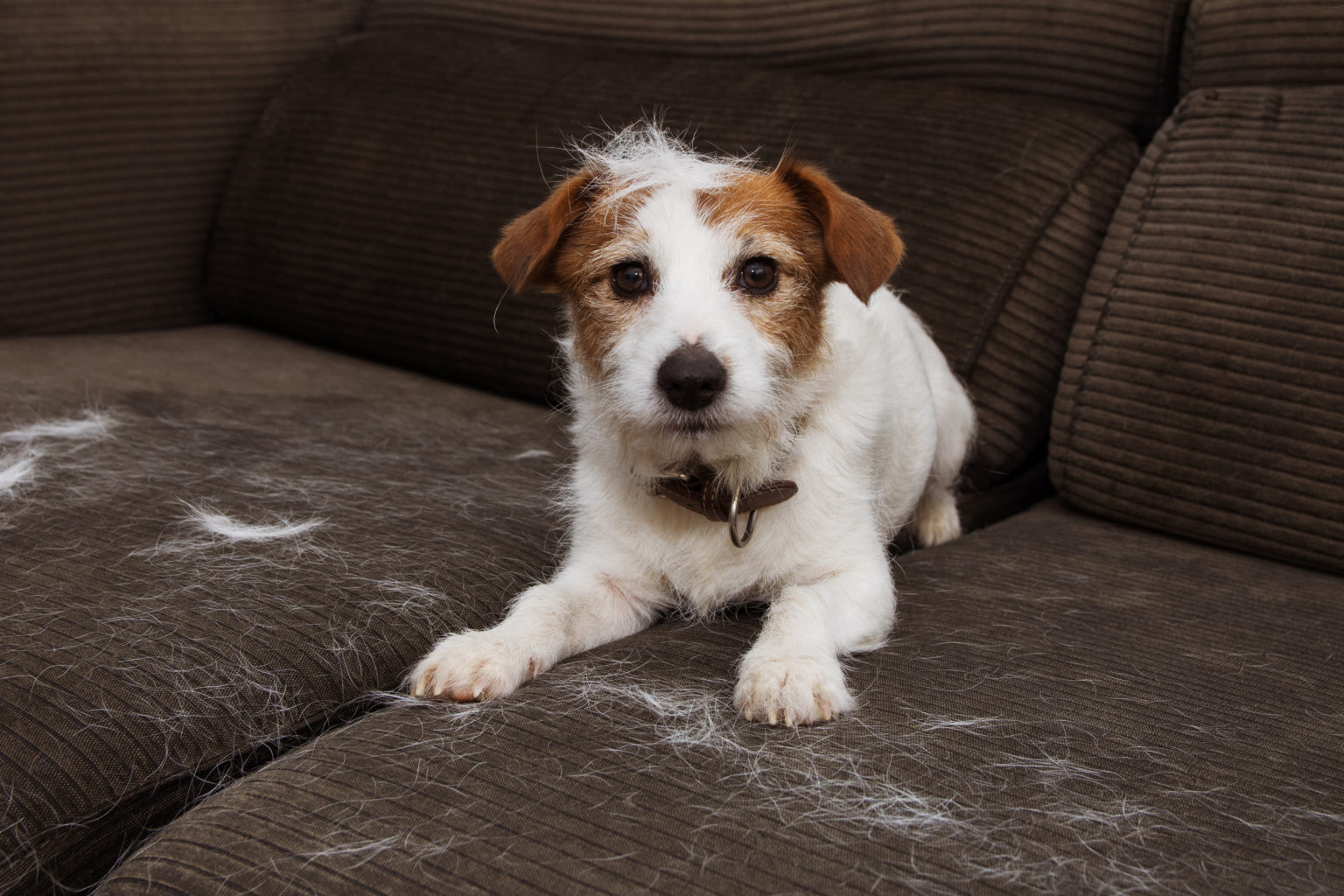 8 Tips to Help You Reduce Pet Dander in Your Home Pet Realm