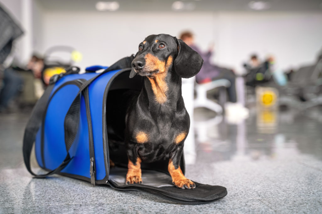 A Guide to Flying with Your Dog Pet Realm