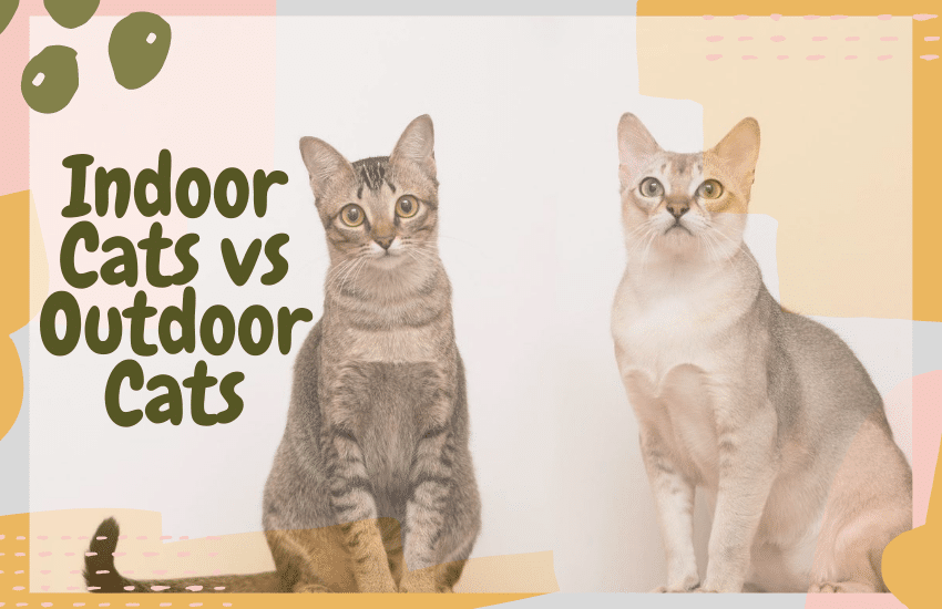 Indoor Cats vs Outdoor Cats Which One Should You Have PetRefine