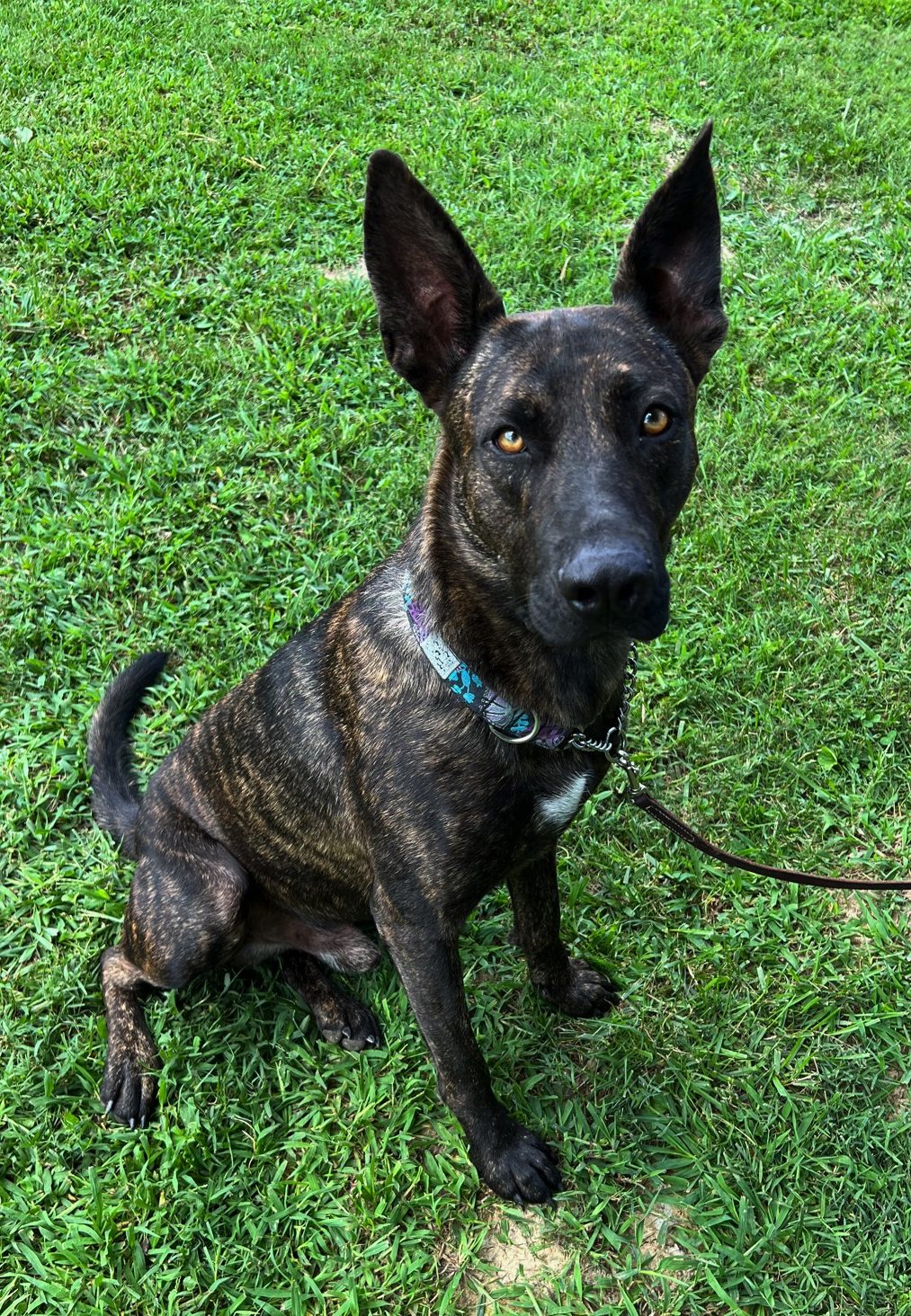 Jet Pet Rescue Network