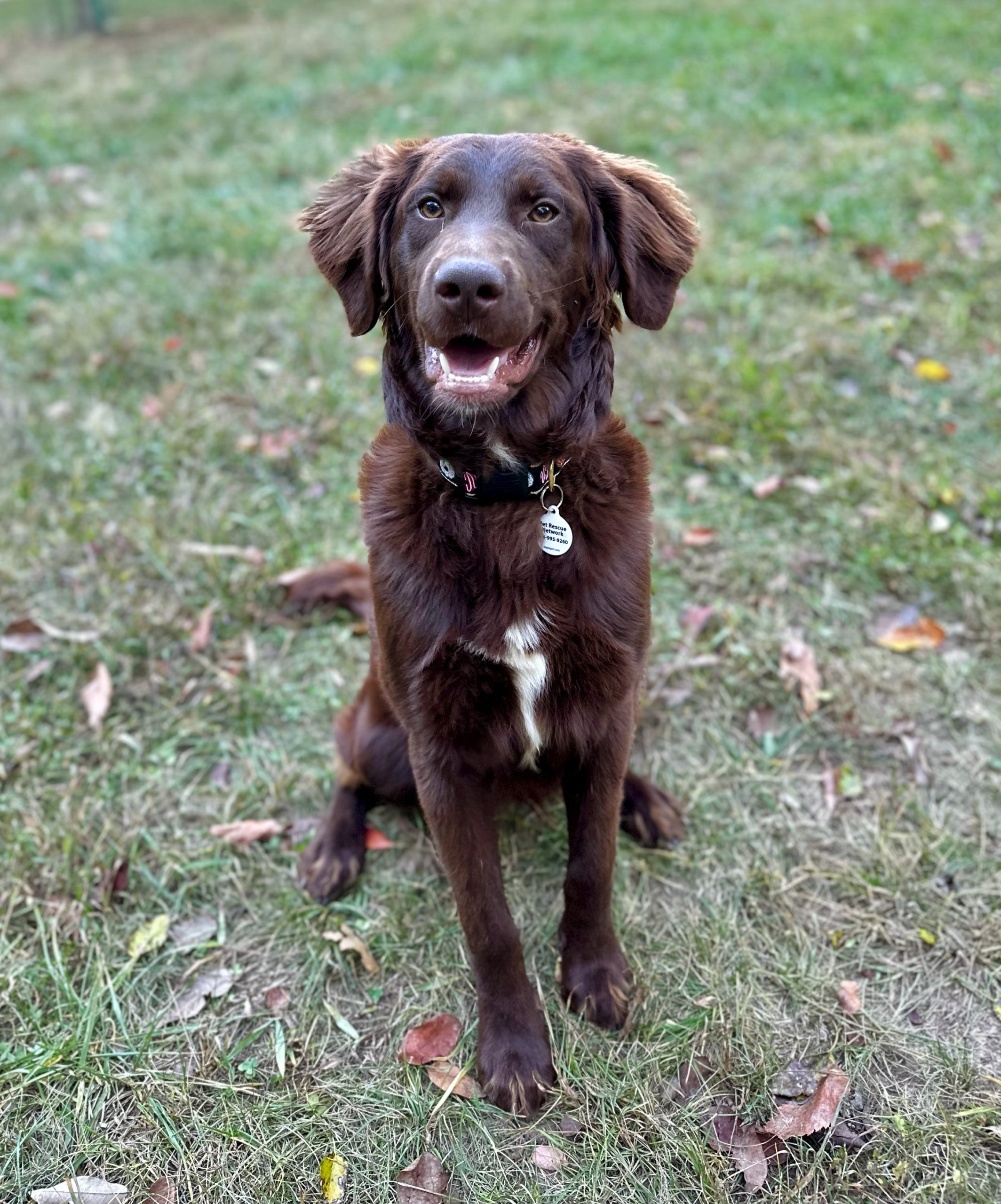 Pete Pet Rescue Network