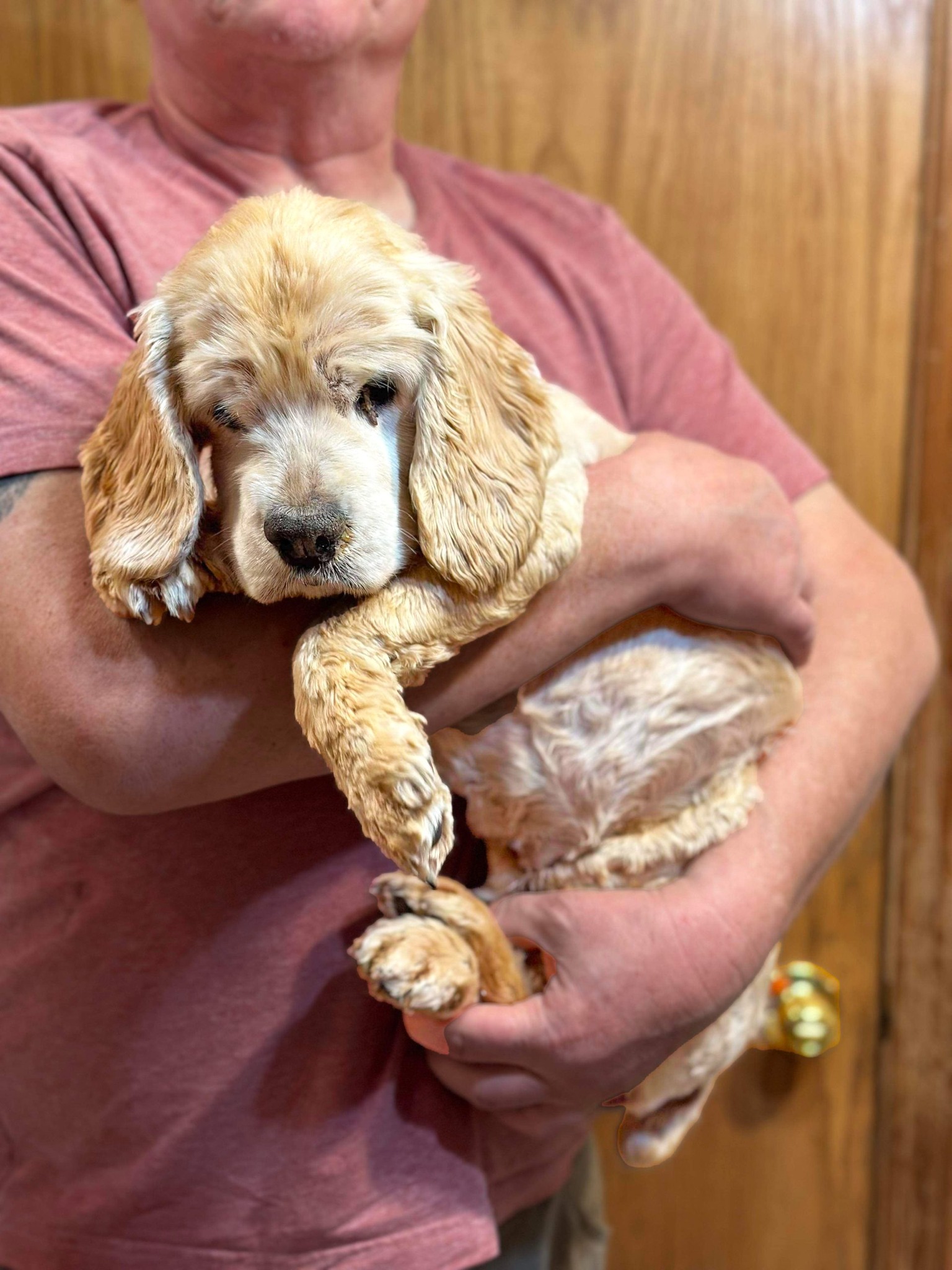 Unwanted and abandoned senior spaniel found tangled in thick brush