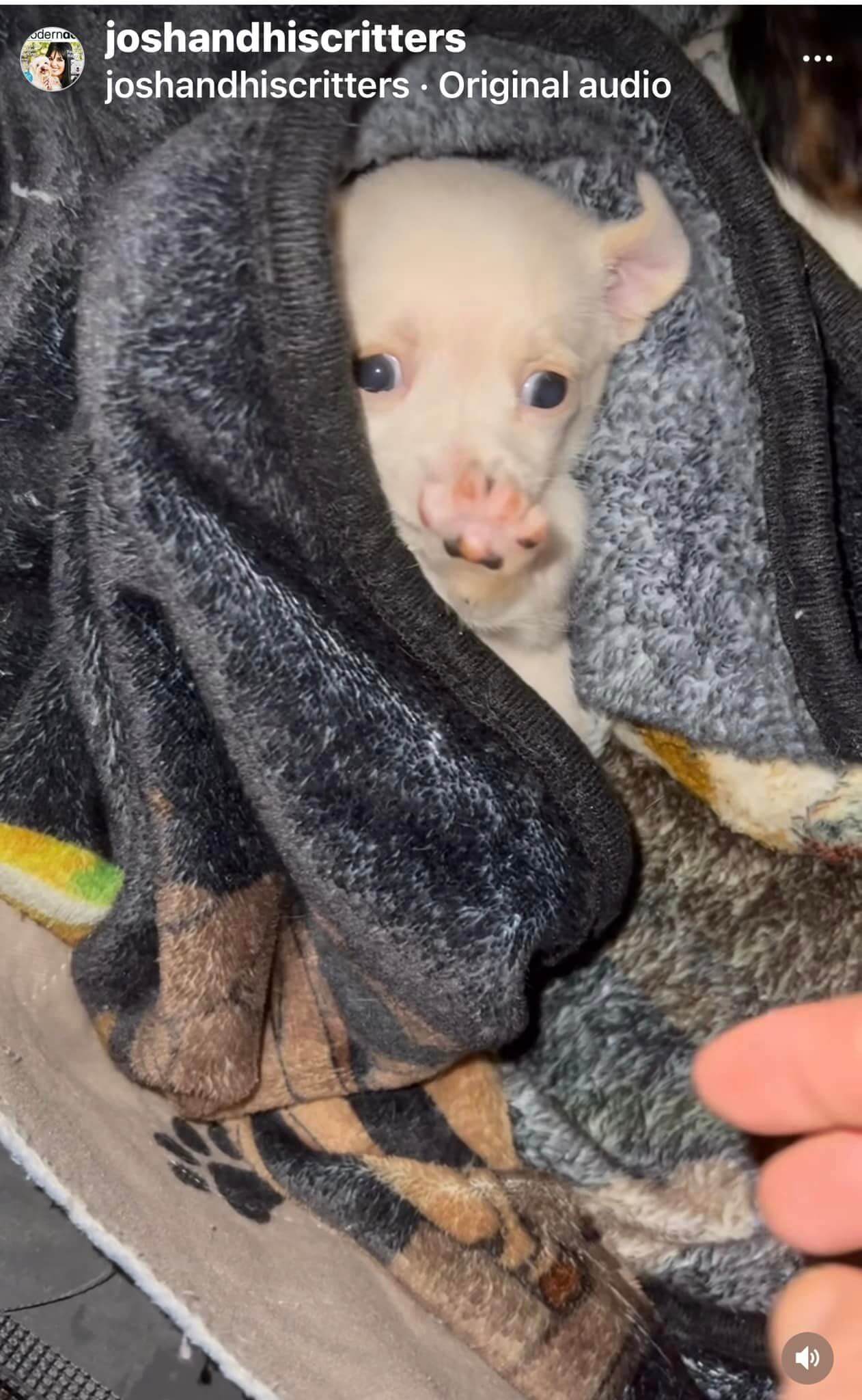 Update on four week old puppy with birth defect found as stray Pet