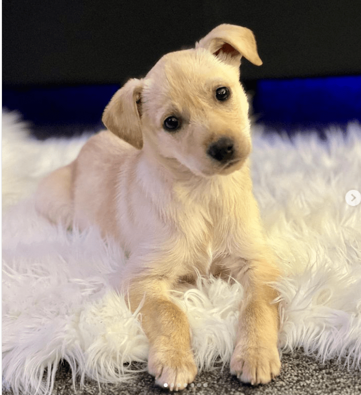 Country singer Carrie Underwood adopted puppy is 'newest member of