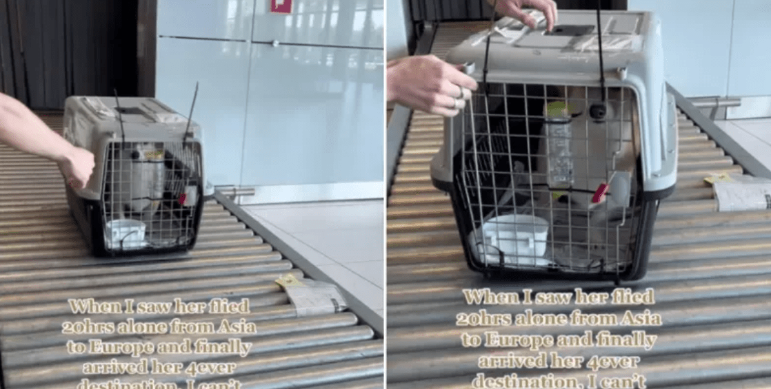 Dog spent 20 hours in airplane baggage carrier garnering serious