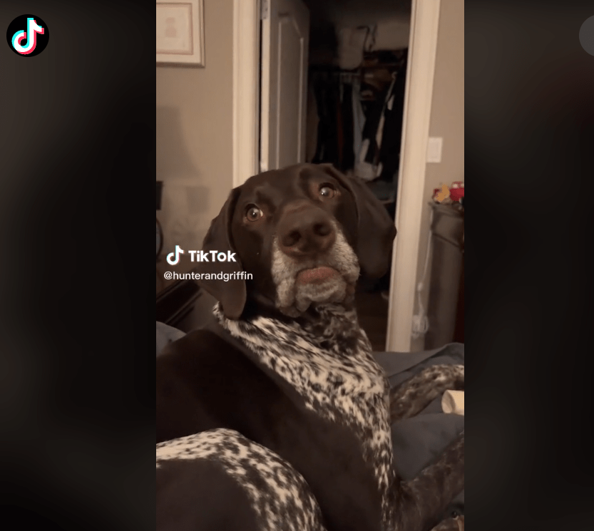 Dog with 'human lips' now blows kisses at owner Pet Rescue Report