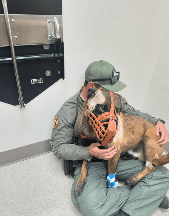 Las Vegas K9 Enzo recovering after stabbing during SWAT standoff Pet