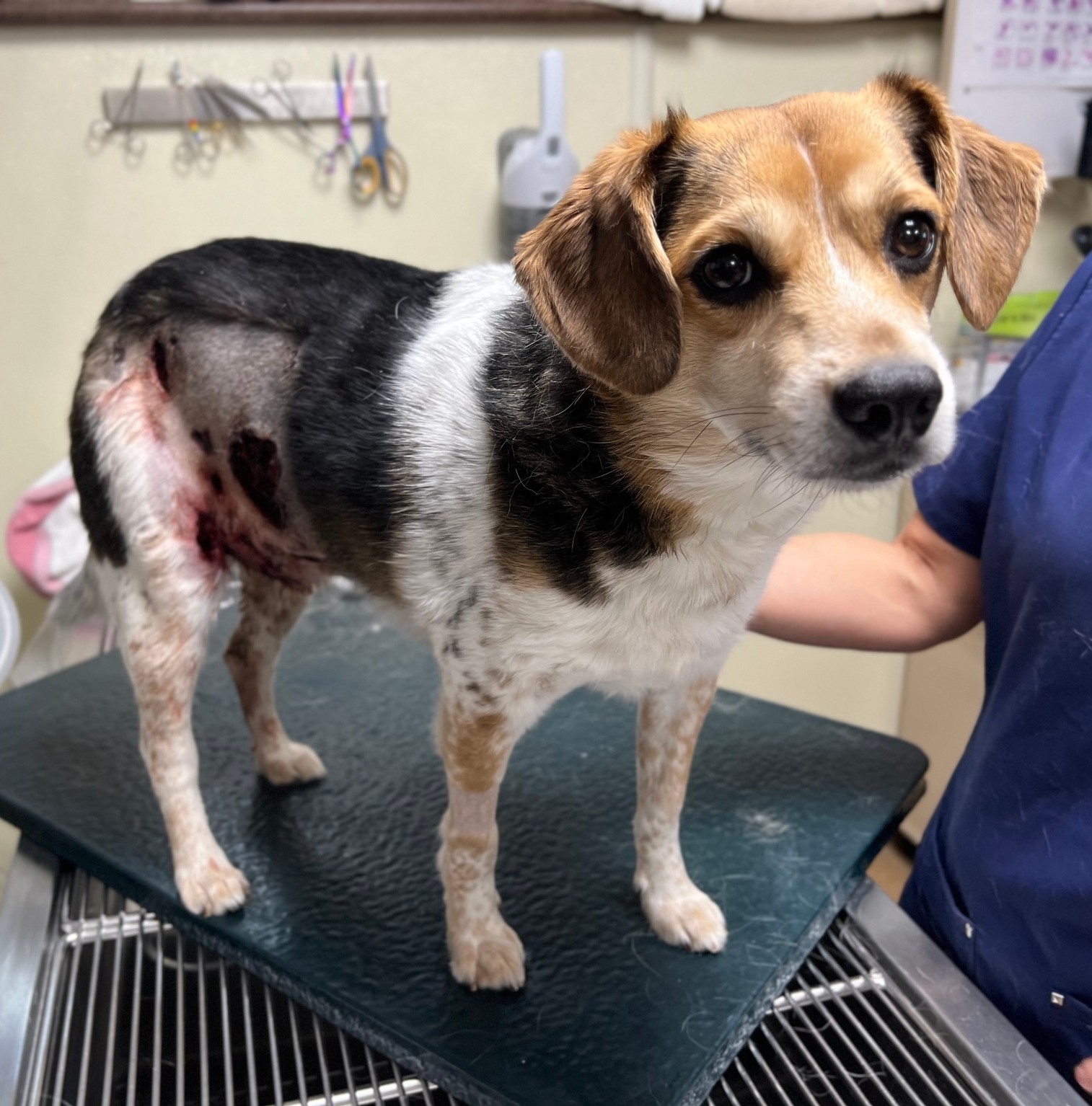 'Everything Beagle' rescued after sustaining injuries in fight with another dog Pet Rescue Report