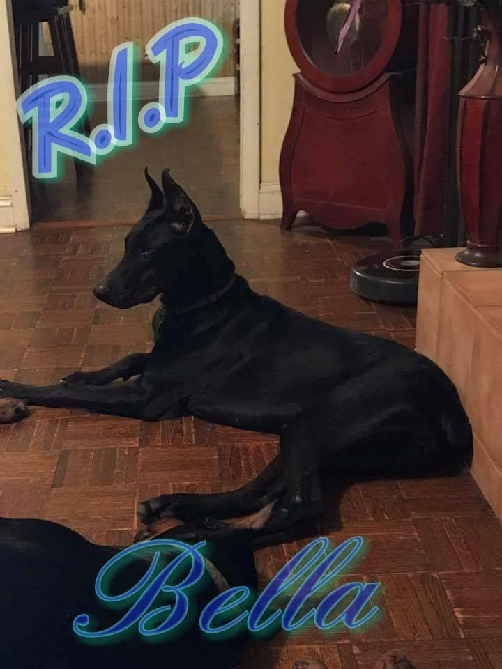 Facebook user posts important message to the public after dog's