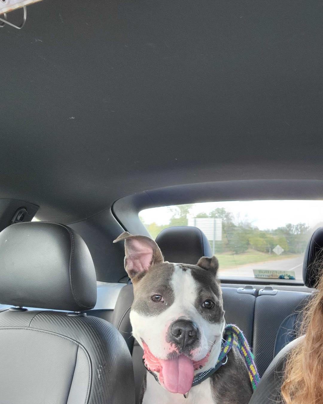 420 days in a Iowa animal shelter and 'Faya' now has a home of her own