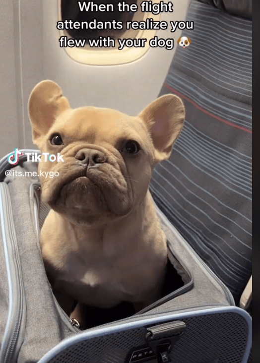 'Pawpular' French bulldog video of Kygo enjoying his airplane trip