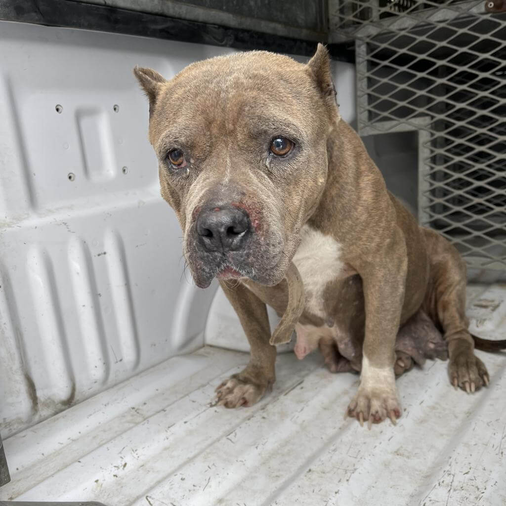 Dog named 'Fortune Cookie' condemned to death at Texas shelter Pet