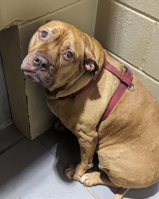 shelter environment is too heartbreaking for Francie Pet
