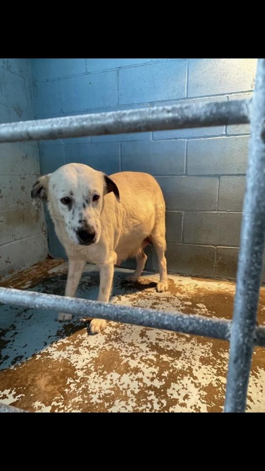 Heartbreaking viral photo of shelter dog with her newborn puppies has