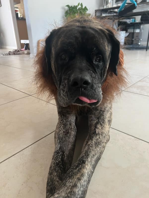 Mastiff once left to drown in Florida lake finds new family and bonded