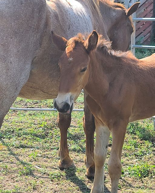 South Dakota horse rescue reunites 5weekold filly with her mom after