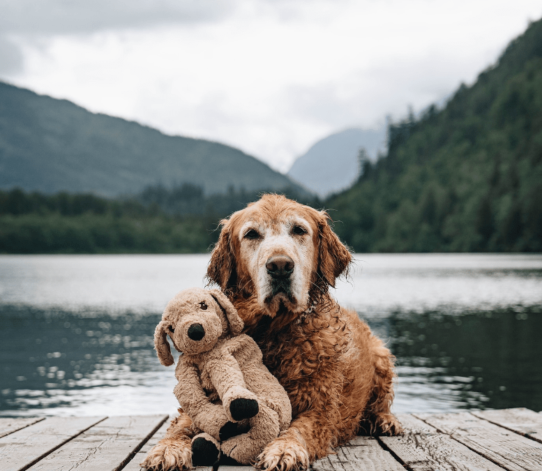 Golden retriever and his lookalike stuffie go everywhere together Pet