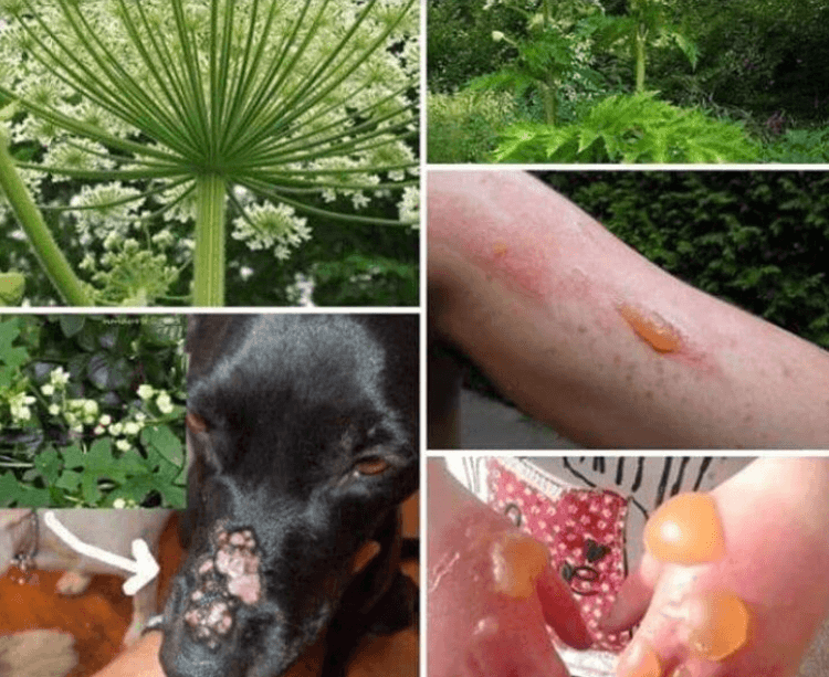 Toxic giant hogweed plant responsible for death of dog after having