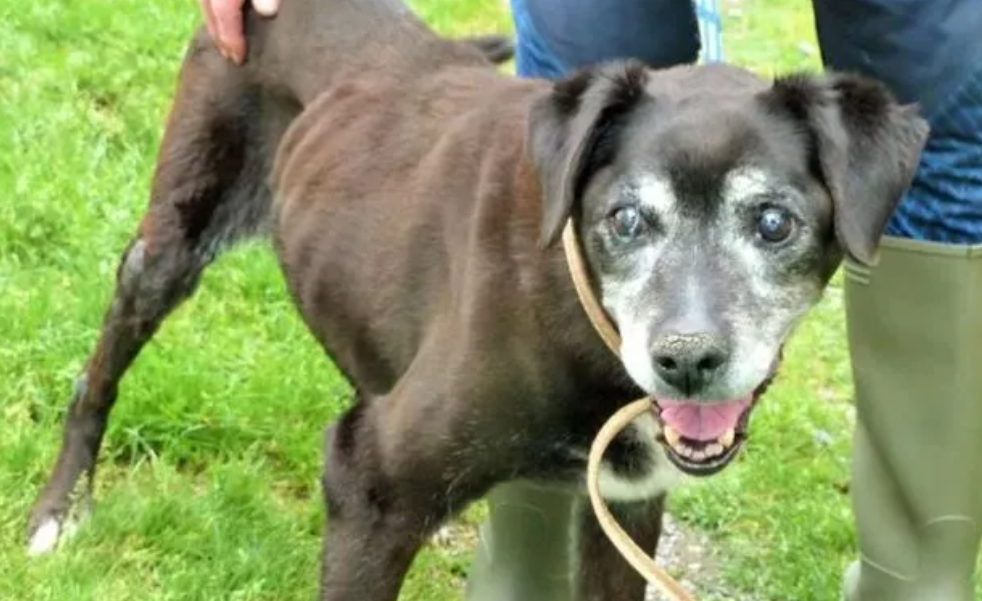 Heartbroken dog surrendered at 21 years old because she was too old and